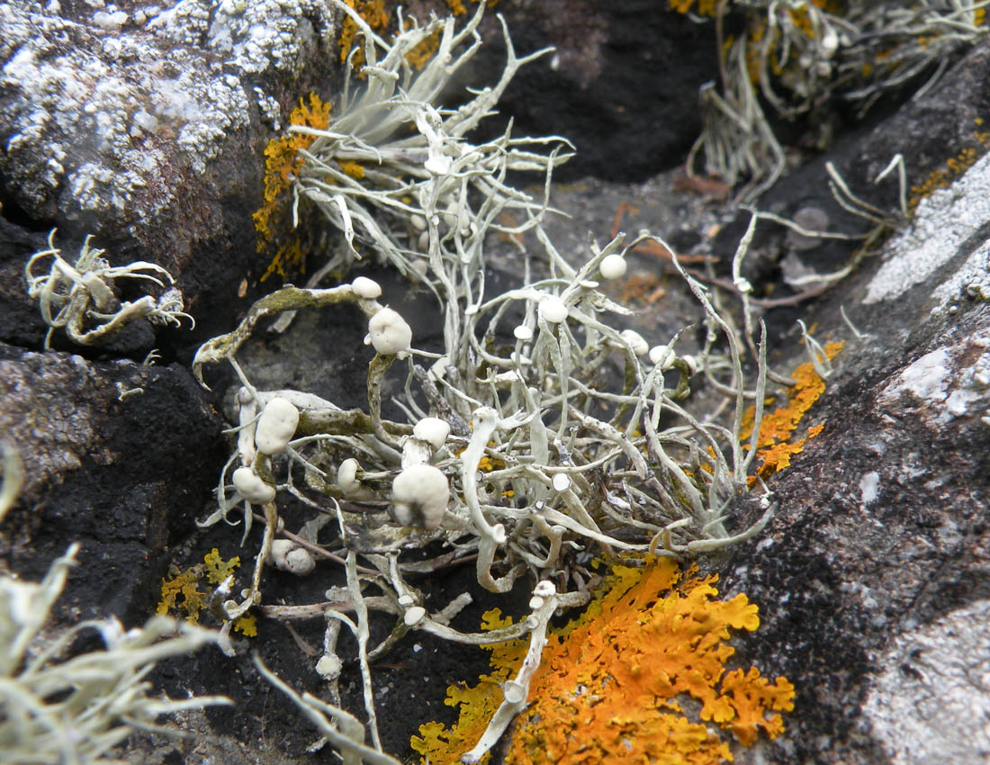 Sugli scogli del Galles